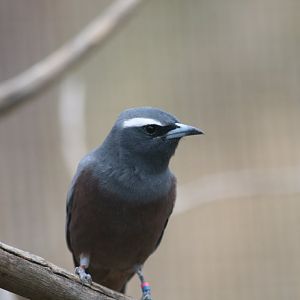 White-browed Woodswallow