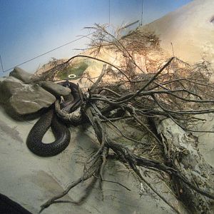 Black Tiger Snake exhibit