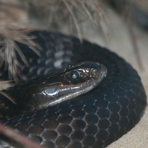 Black Tiger Snake