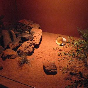 Fat-Tailed Dunnart exhibit
