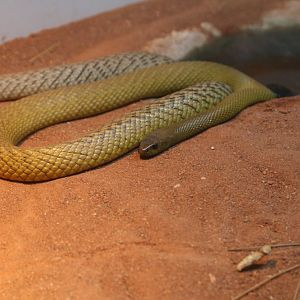 Inland Taipan