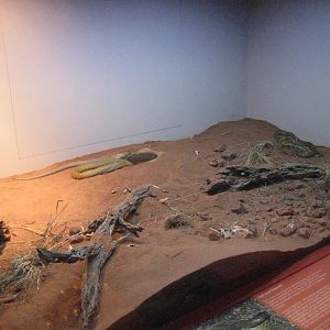 Inland Taipan exhibit