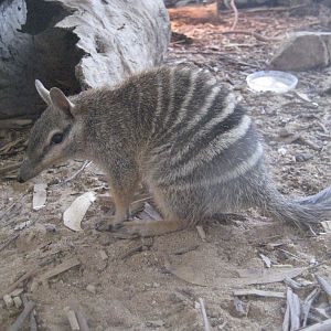Numbat