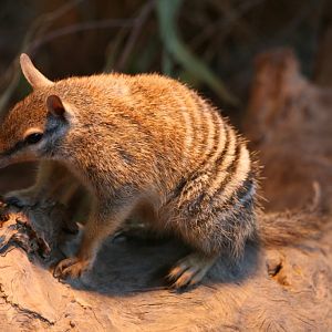 Numbat
