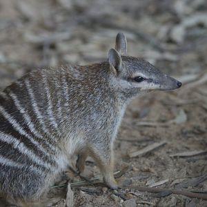 Numbat