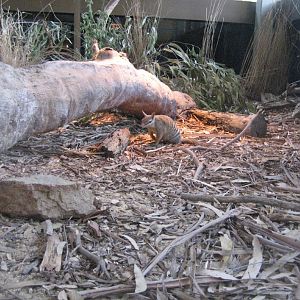 Numbat enclosure
