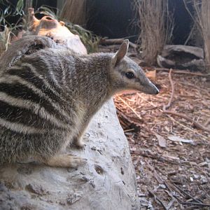 Numbat