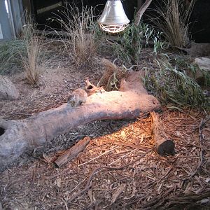 Numbat enclosure