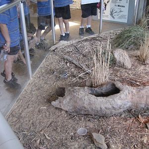 Numbat enclosure