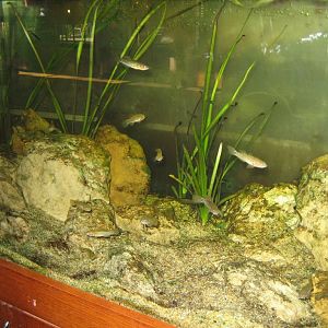 Purple-spotted Gudgeon tank