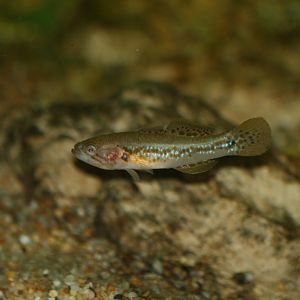 Purple-spotted Gudgeon