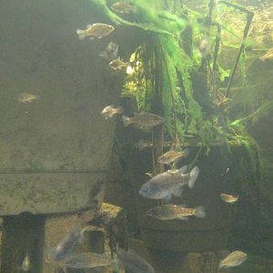 Yarra Pygmy Perch