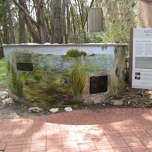 Yarra Pygmy Perch outdoor holding tank