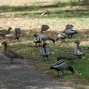 Australian Wood Ducks