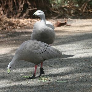 Cape Barren Geese