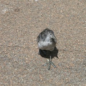 Eurasian Coot juvenile