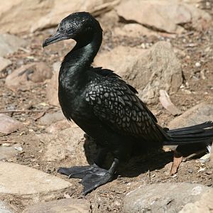 Little Black Cormorant
