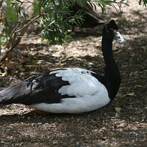 Magpie Goose