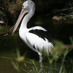 Pelican