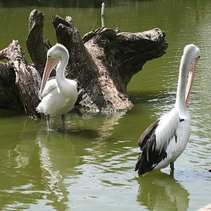 Pelicans