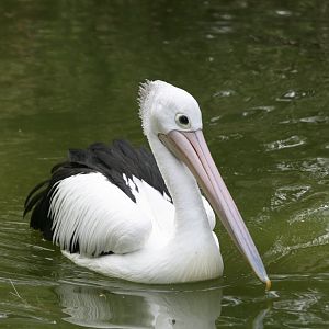 Pelican