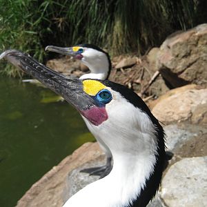 Pied Cormorant portrait