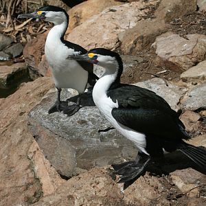 Pied Cormorant