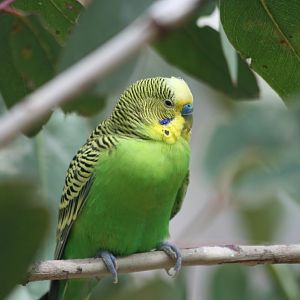 Budgerigar