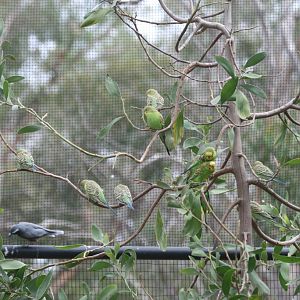 Flock of Budgerigars