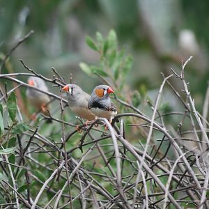 Zebra Finches