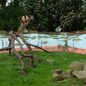 Patas Monkey exhibit at Ohrada, 26/05/10