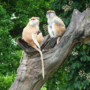 Patas Monkeys at Ohrada, 26/05/10