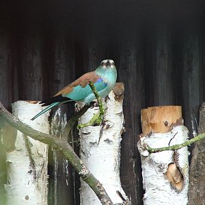 European Roller at Ohrada, 26/05/10