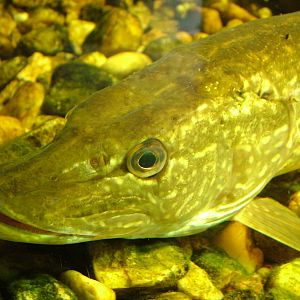 Common Pike at Ohrada, 26/05/10