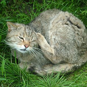 European Wildcat at Ohrada, 26/05/10