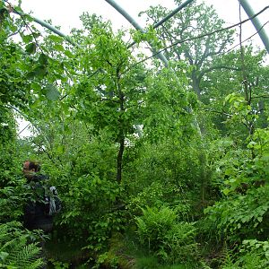 Czech Forest aviary at Ohrada, 26/05/10