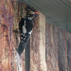 Greater Spotted Woodpecker at Ohrada, 26/05/10
