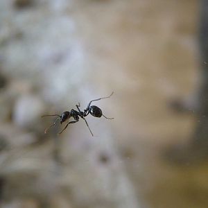 Harvester Ant at Ohrada, 26/05/10