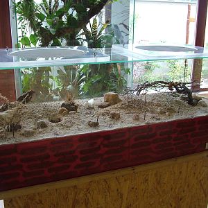 Harvester Ant exhibit at Ohrada, 26/05/10