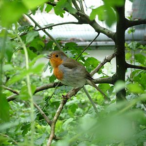 European Robin at Ohrada, 26/05/10