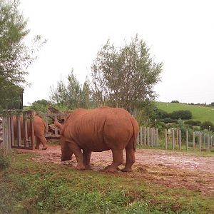 White Rhino - August 2004