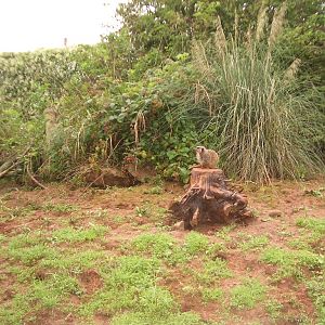 Mongoose Lemur? - August 2004