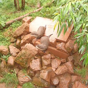 Otters - August 2004