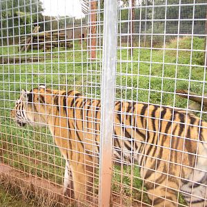 Amur Tiger - August 2004