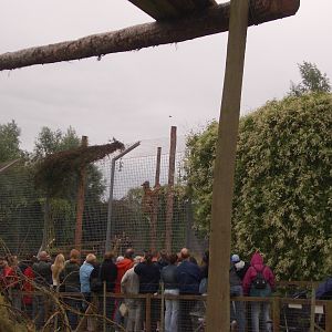 Amur Tiger Feeding - August 2004