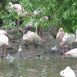 Greater Flamingos with chicks at Ohrada, 26/05/10