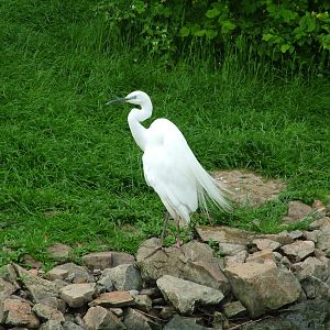 Great White Egret at Ohrada, 26/05/10