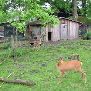 Roe Deer and Hare exhibit at Ohrada, 26/05/10