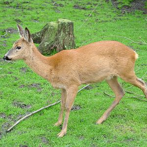 European Roe Deer at Ohrada, 26/05/10