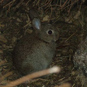 European Rabbit at Ohrada, 26/05/10